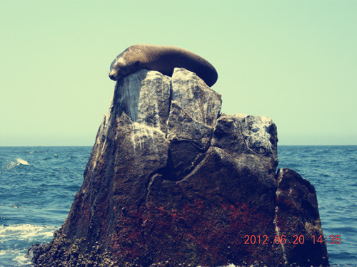 海狮.jpg